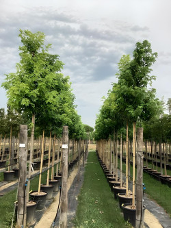 ACER saccharinum En pot de 50-70 litres tige hauteur du tronc 190-210 cm circonférence du tronc 14-16 cm