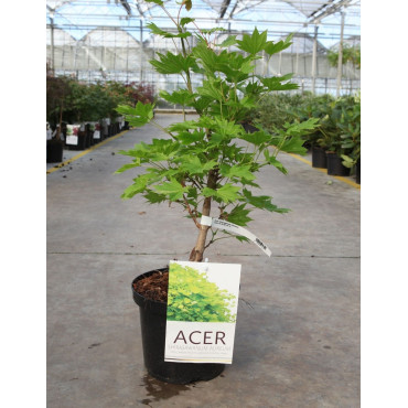 ACER shirasawanum AUREUM En pot de 4-5 litres buisson hauteur 030-040 cm