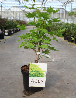 ACER shirasawanum AUREUM En pot de 4-5 litres buisson hauteur 030-040 cm