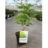 ACER shirasawanum AUREUM En pot de 4-5 litres buisson hauteur 030-040 cm