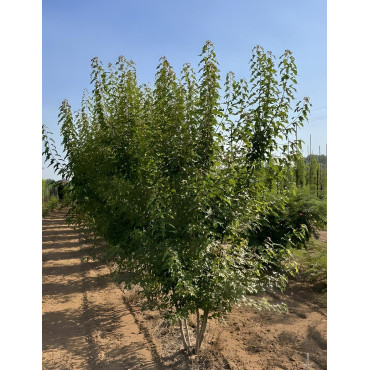 ACER ginnala Motte cépée hauteur 250-300 cm