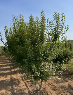 erable-de-lamour-acer-ginnala-5.jpg