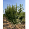 ACER ginnala Motte cépée hauteur 250-300 cm