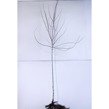 ACER freemanii AUTUMN BLAZE En racines nues tige hauteur du tronc 190-210 cm circonférence du tronc 08-10 cm