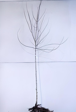 ACER freemanii AUTUMN BLAZE En racines nues tige hauteur du tronc 190-210 cm circonférence du tronc 08-10 cm