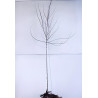 ACER freemanii AUTUMN BLAZE En racines nues tige hauteur du tronc 190-210 cm circonférence du tronc 08-10 cm