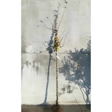 ACER campestre En racines nues tige hauteur du tronc 190-210 cm circonférence du tronc 10-12 cm