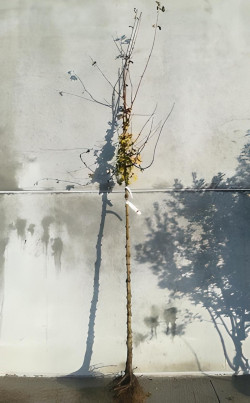 ACER campestre En racines nues tige hauteur du tronc 190-210 cm circonférence du tronc 10-12 cm