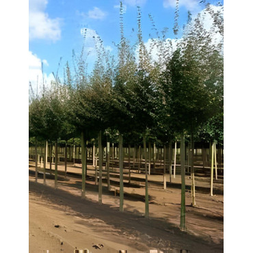 ACER campestre Motte tige hauteur du tronc 190-210 cm circonférence du tronc 18-20 cm