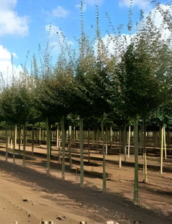 ACER campestre Motte tige hauteur du tronc 190-210 cm circonférence du tronc 18-20 cm