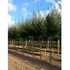 ACER campestre Motte tige hauteur du tronc 190-210 cm circonférence du tronc 18-20 cm