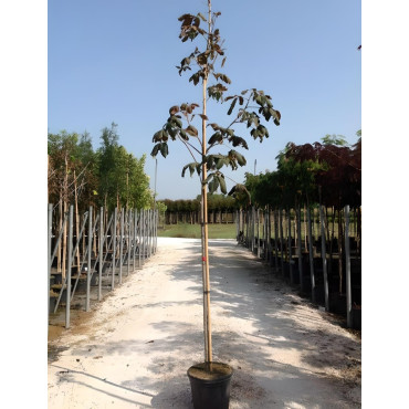 AESCULUS carnea BRIOTII En pot de 30-35 litres tige hauteur du tronc 190-210 cm circonférence du tronc 10-12 cm