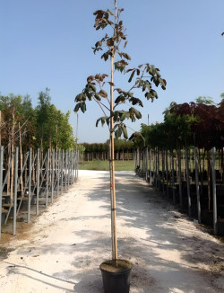 AESCULUS carnea BRIOTII En pot de 30-35 litres tige hauteur du tronc 190-210 cm circonférence du tronc 10-12 cm