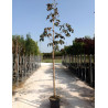 AESCULUS carnea BRIOTII En pot de 30-35 litres tige hauteur du tronc 190-210 cm circonférence du tronc 10-12 cm