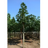 AESCULUS carnea BRIOTII Motte biodégradable tige hauteur du tronc 190-210 cm circonférence du tronc 18-20 cm