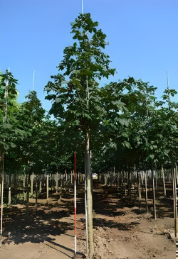 AESCULUS hippocastanum Motte tige hauteur du tronc 190-210 cm circonférence du tronc 18-20 cm