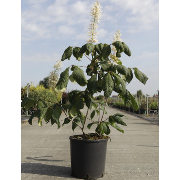 AESCULUS parviflora En pot de 15-20 litres buisson hauteur 060-080 cm