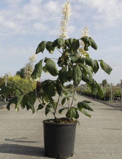 AESCULUS parviflora En pot de 15-20 litres buisson hauteur 060-080 cm