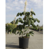 AESCULUS parviflora En pot de 15-20 litres buisson hauteur 060-080 cm