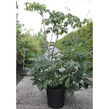 AESCULUS parviflora En pot de 50-70 litres buisson hauteur 125-150 cm
