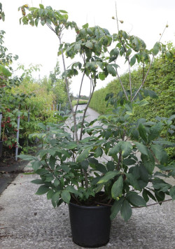 AESCULUS parviflora En pot de 50-70 litres buisson hauteur 125-150 cm