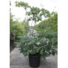 AESCULUS parviflora En pot de 50-70 litres buisson hauteur 125-150 cm