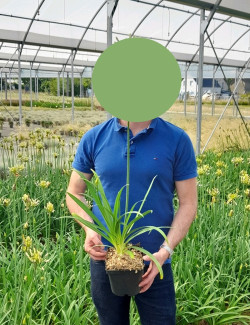 AGAPANTHUS En pot de 2-3 litres buisson