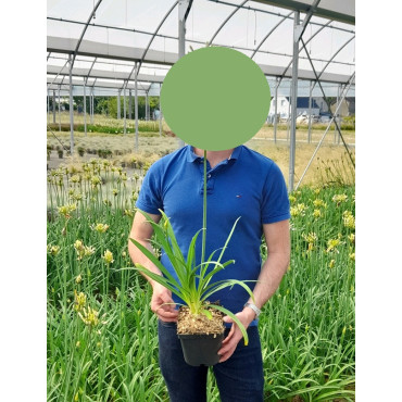 AGAPANTHUS En pot de 2-3 litres buisson