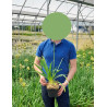 AGAPANTHUS En pot de 2-3 litres buisson