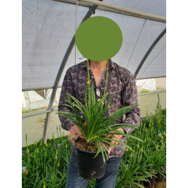 AGAPANTHUS En pot de 4-5 litres buisson
