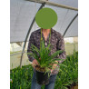AGAPANTHUS En pot de 4-5 litres buisson