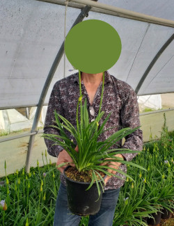 AGAPANTHUS En pot de 4-5 litres buisson
