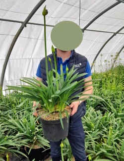 AGAPANTHUS En pot de 10-12 litres buisson extra
