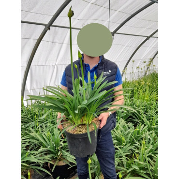 AGAPANTHUS En pot de 10-12 litres buisson extra