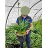 AGAPANTHUS En pot de 10-12 litres buisson extra