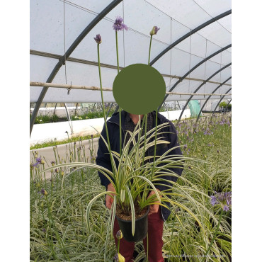 AGAPANTHUS SILVER MOON En pot de 4-5 litres buisson