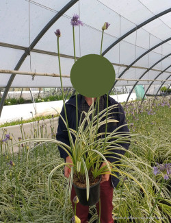 AGAPANTHUS SILVER MOON En pot de 4-5 litres buisson