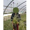 AGAPANTHUS SILVER MOON En pot de 4-5 litres buisson