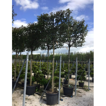 LIGUSTRUM japonicum En pot forme rideau sur tige hauteur du tronc 190-210 cm