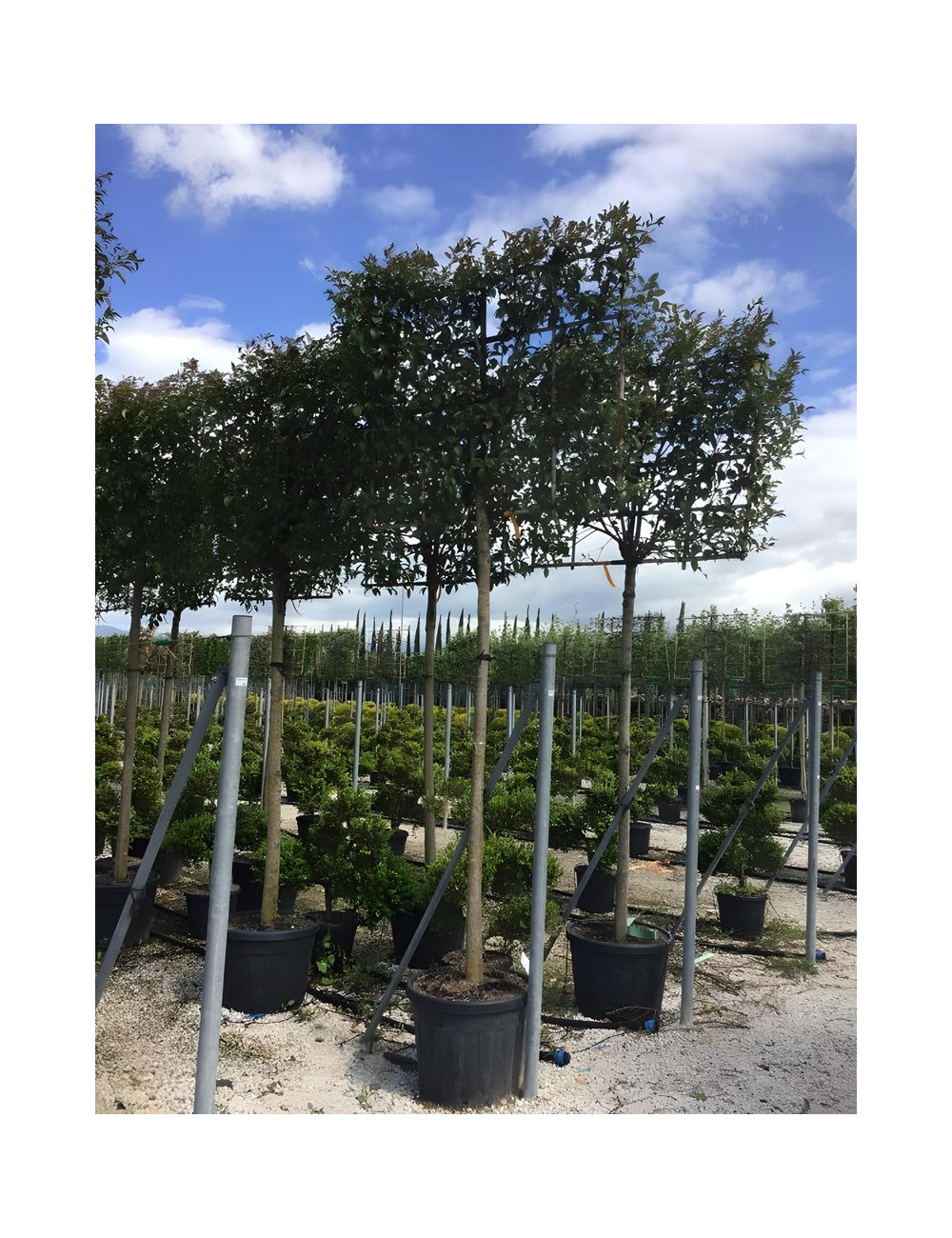 LIGUSTRUM japonicum En pot forme rideau sur tige hauteur du tronc 190-210 cm