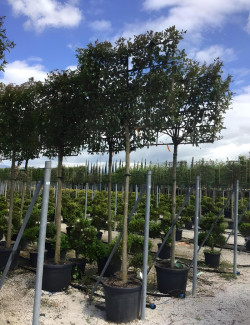 LIGUSTRUM japonicum En pot forme rideau sur tige hauteur du tronc 190-210 cm