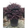 LOROPETALUM chinense BLACK PEARL En pot forme boule