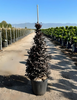 LOROPETALUM chinense BLACK PEARL En pot forme conique