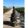LOROPETALUM chinense BLACK PEARL En pot forme conique