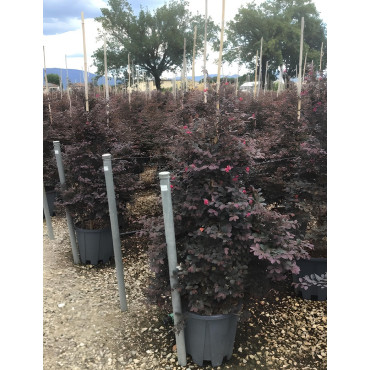 LOROPETALUM chinense BLACK PEARL En pot forme conique