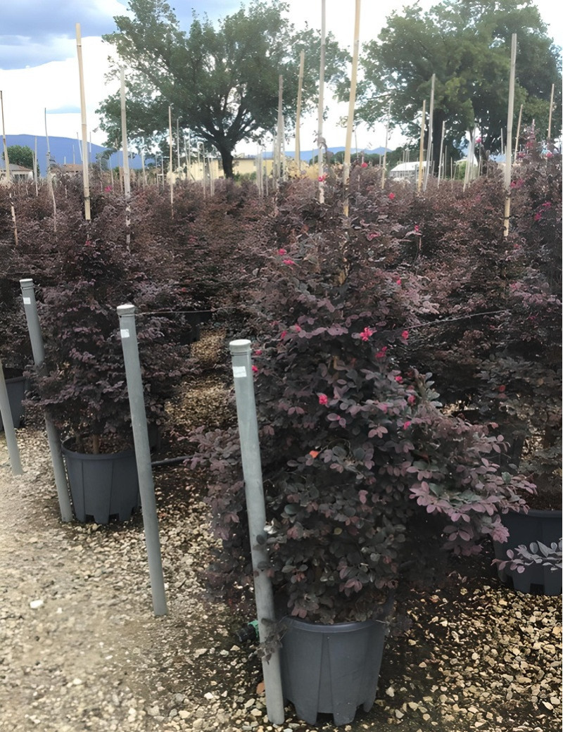 LOROPETALUM chinense BLACK PEARL En pot forme conique LOROPETALUM chinense BLACK PEARL En pot forme conique