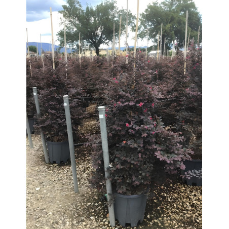 LOROPETALUM chinense BLACK PEARL En pot forme conique