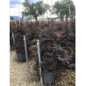 LOROPETALUM chinense BLACK PEARL En pot forme conique
