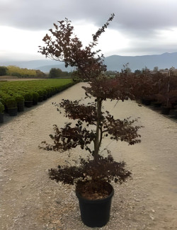 LOROPETALUM chinense BLACK PEARL En pot forme bonsaï