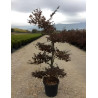 LOROPETALUM chinense BLACK PEARL En pot forme bonsaï
